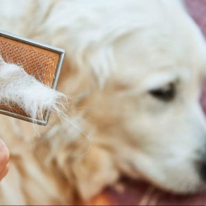 جلوگیری از ریزش بیش از حد مو در سگ ها و‌گربه ها