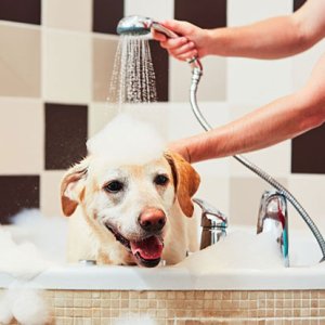 نحوه حمام کردن سگ ها